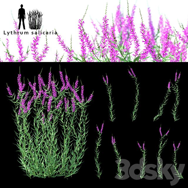 Green stalk flowers | Lythrum salicaria