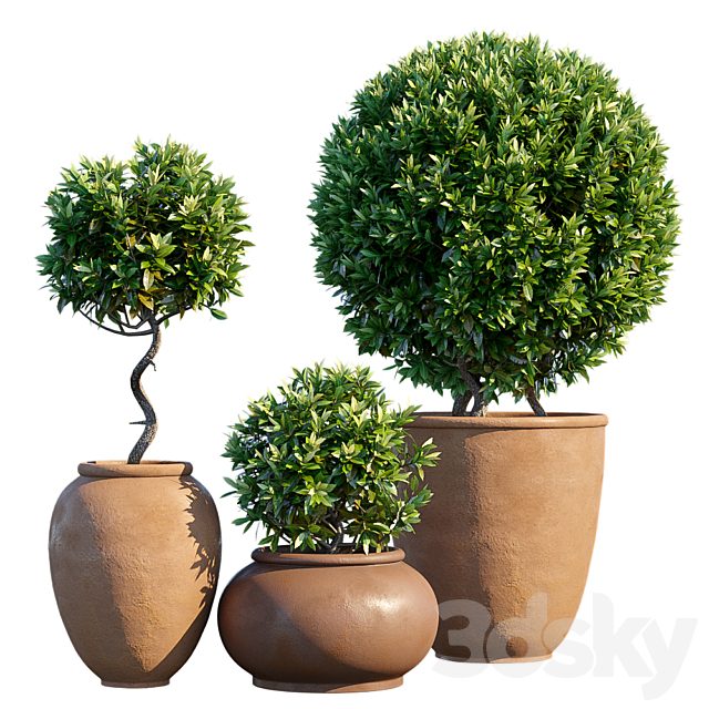 Plant in pots #10 : Mediterranean