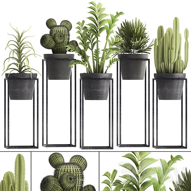 Plant collection 314. Small plants, pot, cactus, rapis, aloe, cireus, indoor, stand, concrete, pot, loft, Zamioculcas, Raphis Palm