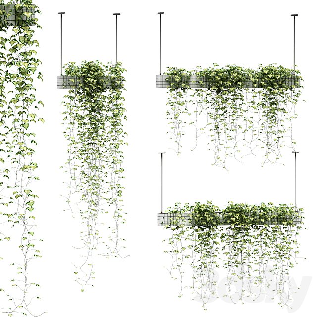 Ivy in hanging pots. 3 models