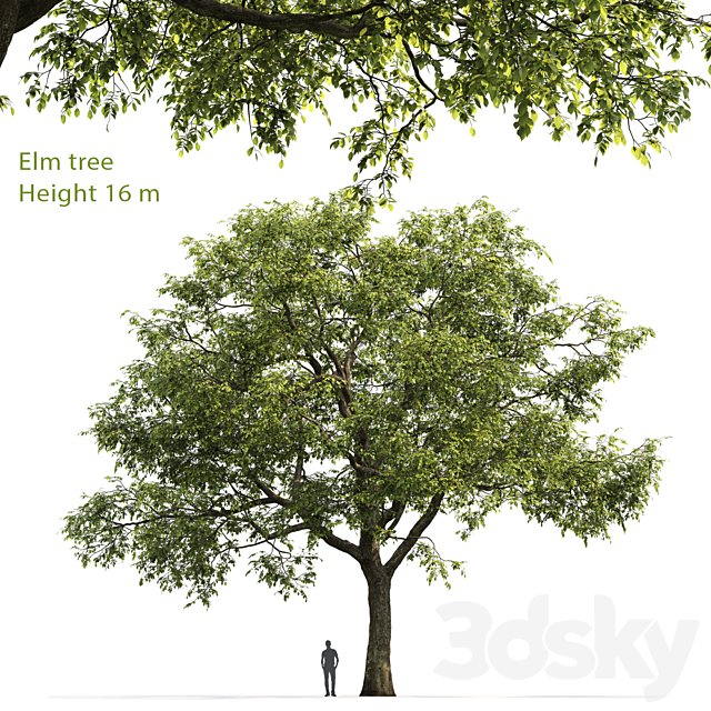 Ulmus
