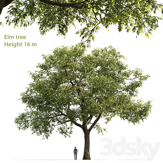 Ulmus