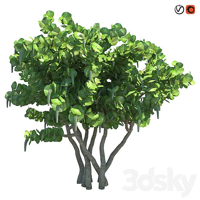 Seagrape \ Sea grapes