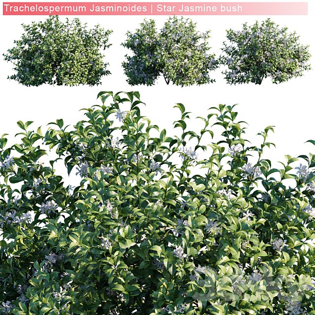Trachelospermum Jasminoides | Star jasmine bush