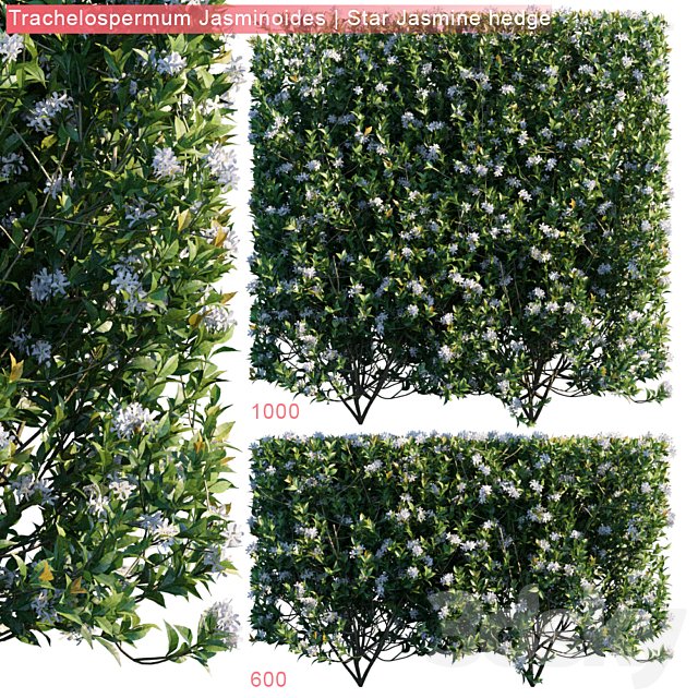 Trachelospermum Jasminoides | Star jasmine hedge