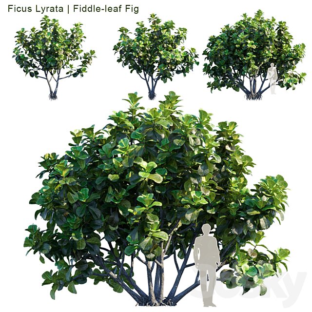 Ficus Lyrata | Feed-leaf fig