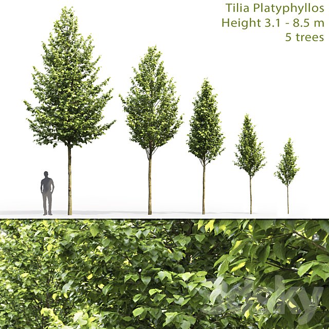 Tilia platyphyllos