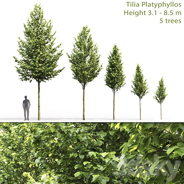 Tilia platyphyllos