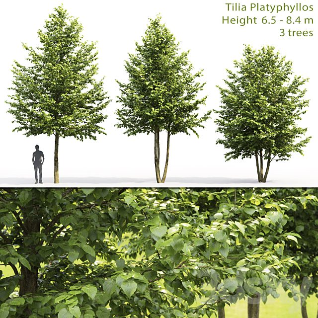 Tilia platyphyllos