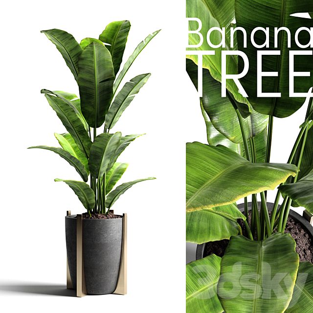 Banana tree 2
