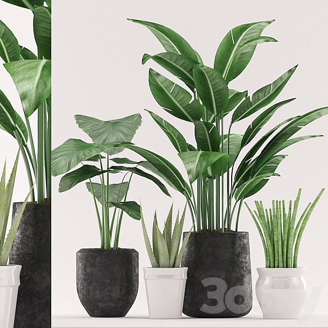 Plants 134