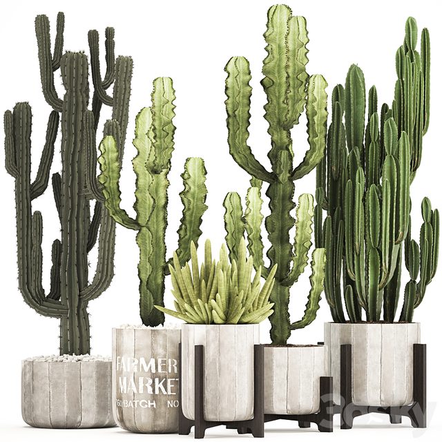 Plant collection 324. concrete, flowerpot, indoor cactus, cereus, spurge, carnegia, interior, desert plants, outdoor
