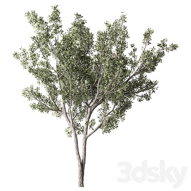 Olive Tree Set.352