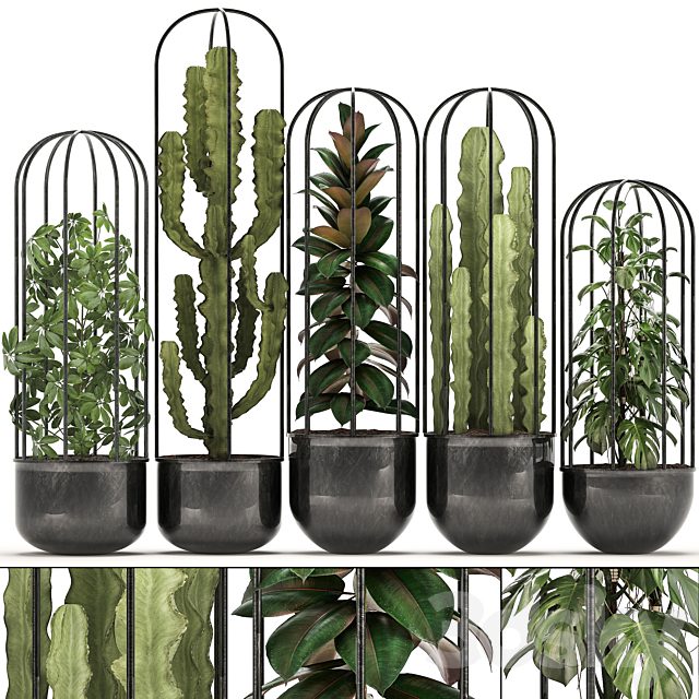 Collection of plants 327. Black pot, loft, flowerpot, cactus, spurge, monstera, Schefflera, ficus, interior, ficus abidjan, metal, industrial style
