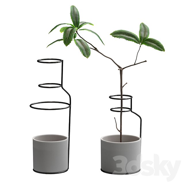 Plant in wire pots