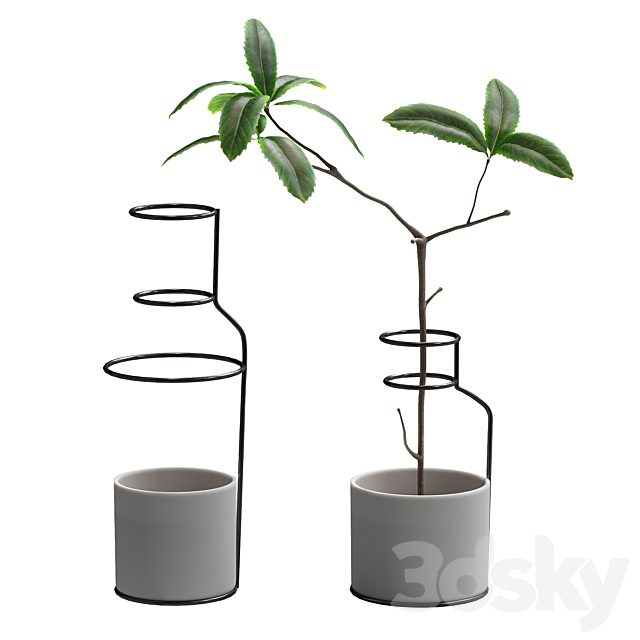 Plant in wire pots