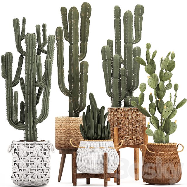 Collection of plants 330. Basket rattan, prickly pear, indoor cactus, white basket, carnegia, Prickly pear, desert plants, eco design, wicker