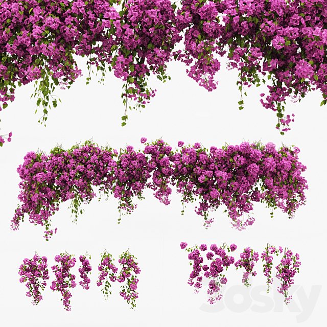 Bougainvillea climber