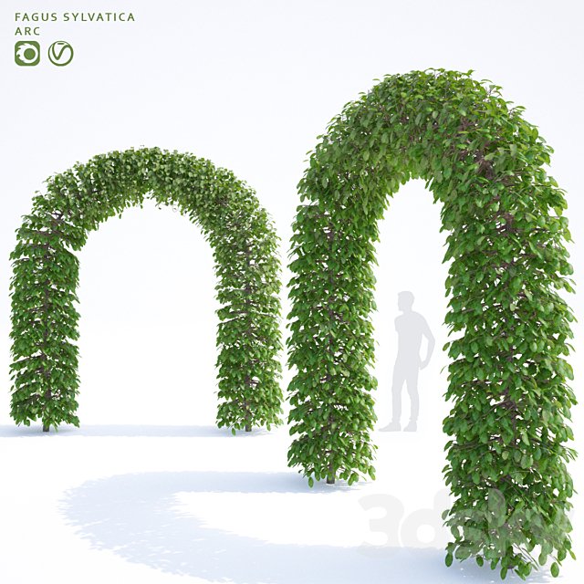 Beech european arch | Fagus sylvatica arc