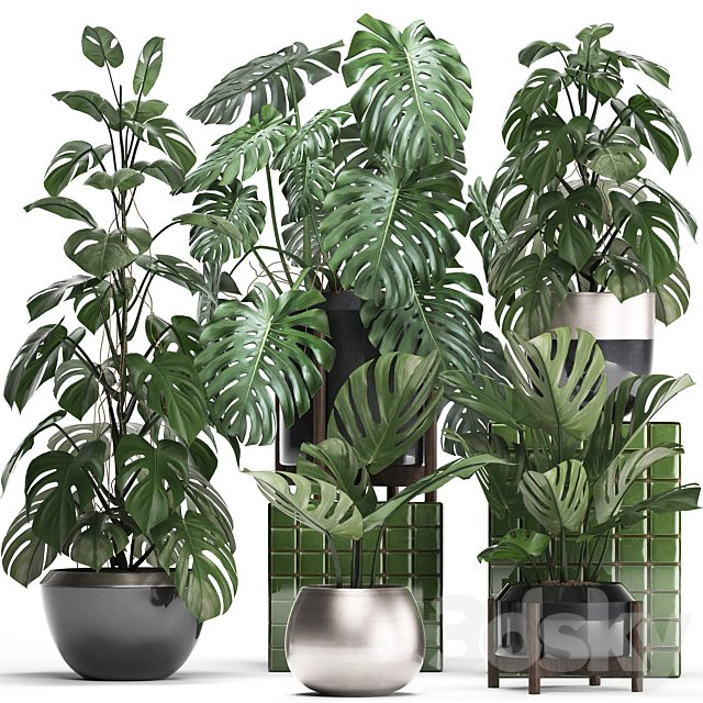 Plant collection 351. Monstera, Set, monstera, pot, flowerpot, indoor plants, luxury, set, eco design, bushes, thickets, leaves