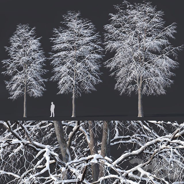 Winter trees