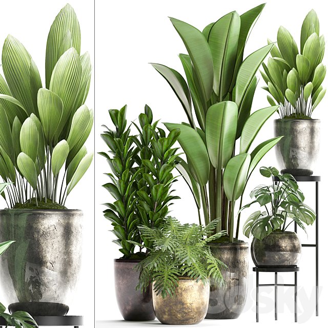 Plant Collection 361. luxury flowerpot, Philodendron, monstera, banana, palm grass, indoor plants, luxury, interior, strelitzia