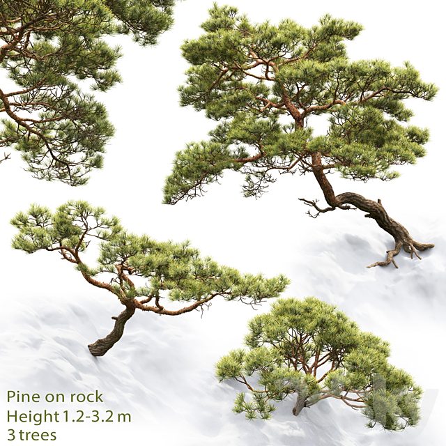 Pine