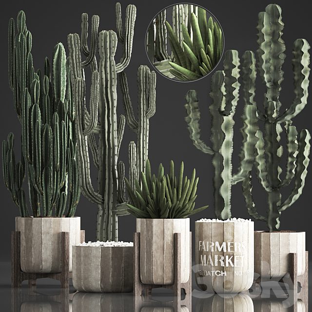 Plant Collection 374. Cactus, concrete flowerpot, cereus, spurge, carnegia, indoor cactus, desert plants, concrete pot
