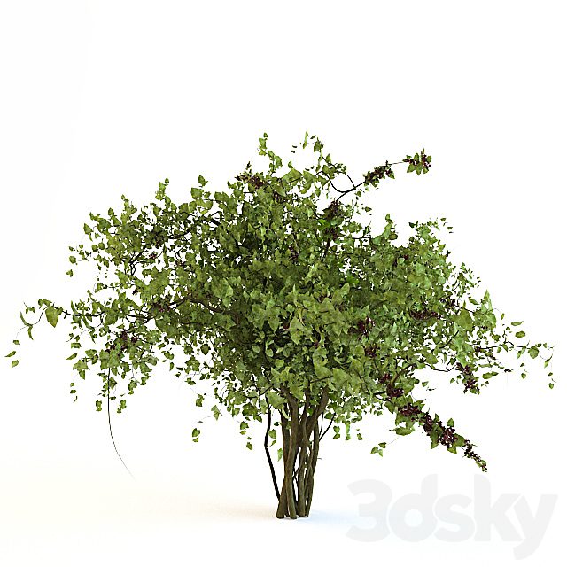 Bush with berries