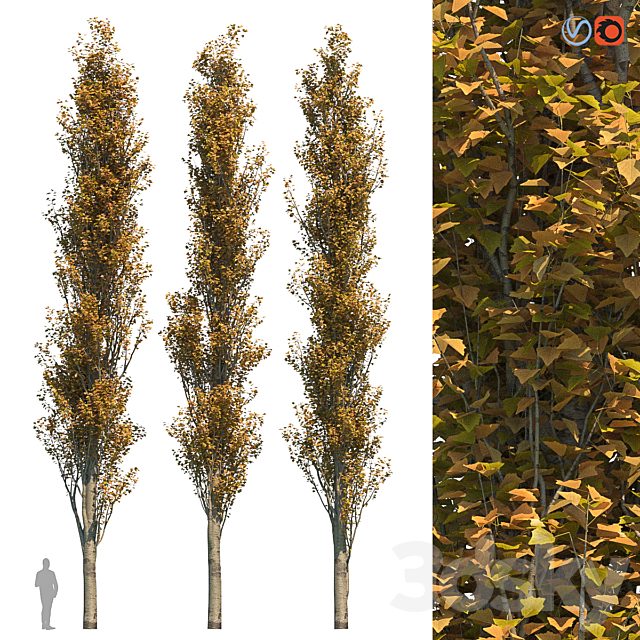 Poplar Pyramidal 15m Autumn