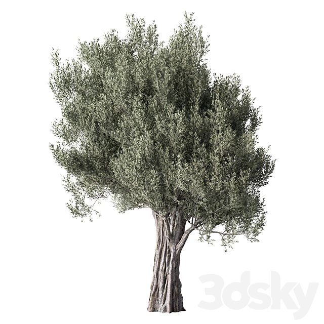 Olive Tree Set.376