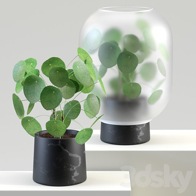Nebl | Chinese golden tree | Pilea peperomioides