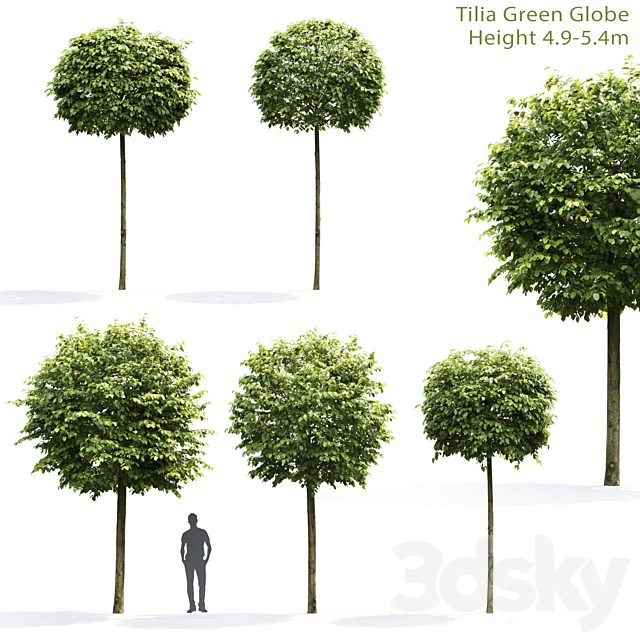 Tilia Green Globe