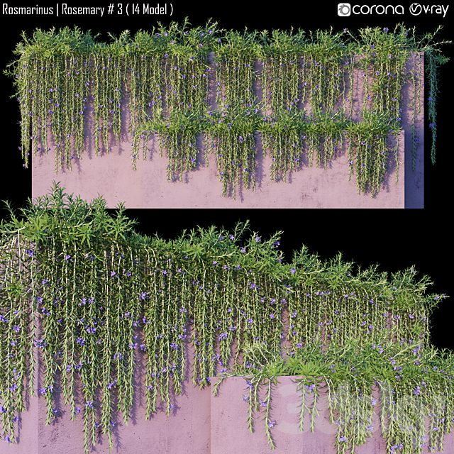 Rosmarinus | Rosemary # 3 (14 Model)