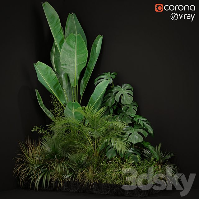 Plants collection 196