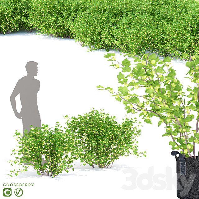 Gooseberry bushes | Gooseberry