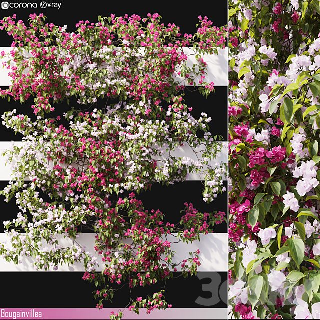 Bougainvillea 06