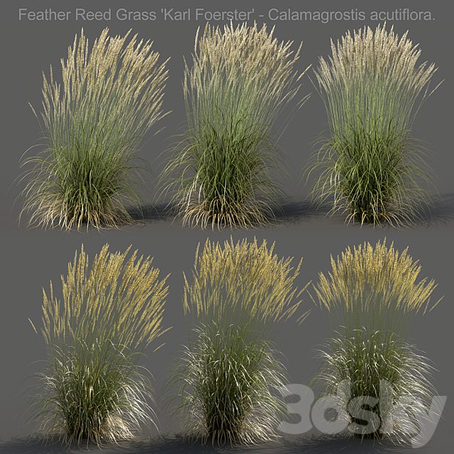 Feather Reed Grass - Calamagrostis acutiflora - High