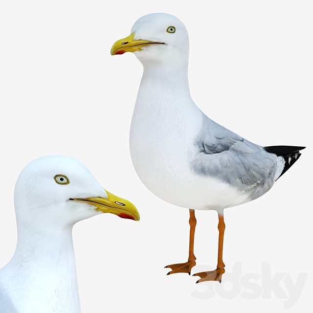 Gull