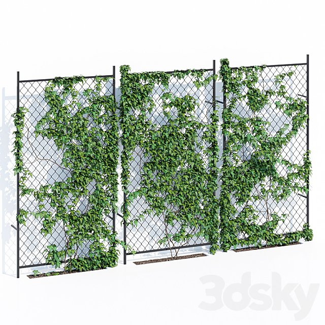 Ivy wall two