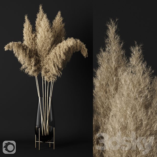 A bunch of Pampas