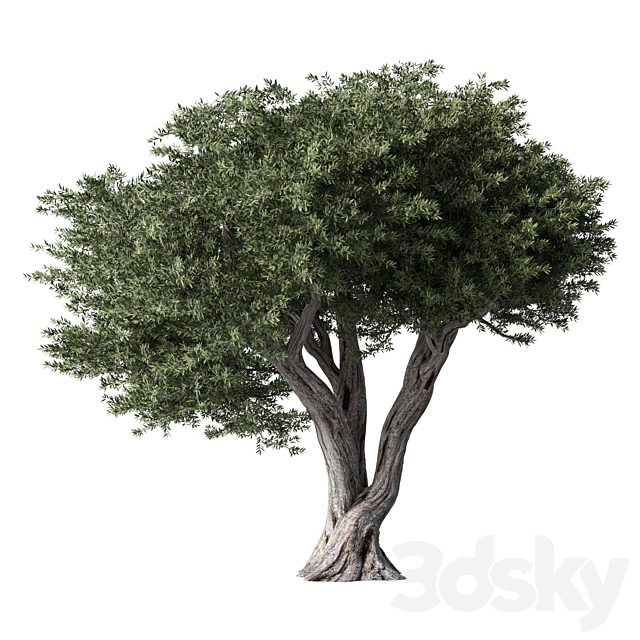 Olive Tree Set.301