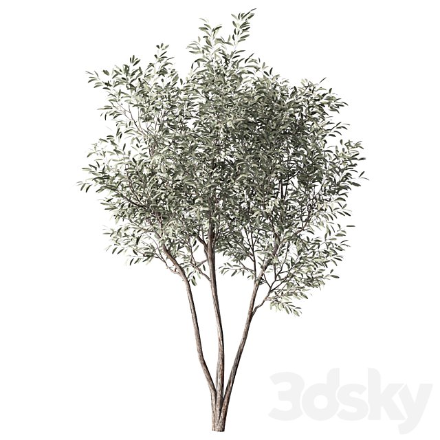 Olive Tree Set.313