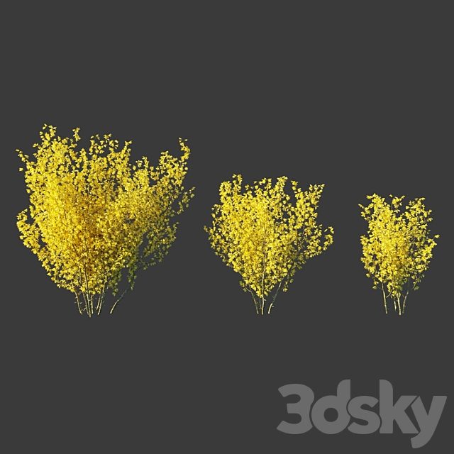Forsythia Medium / Forsythia intermedia