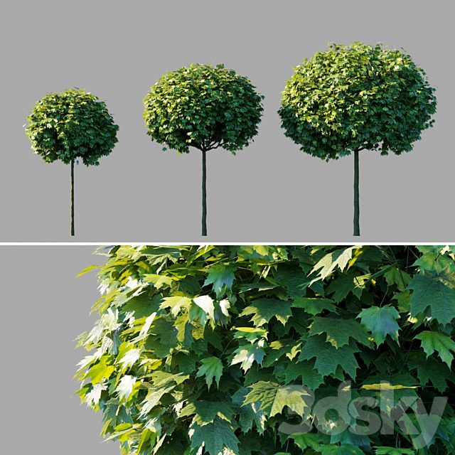 Maple acutifoliate "Globosum" / Acer platanoides "Globosum"