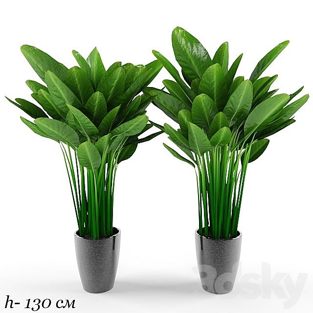 plant