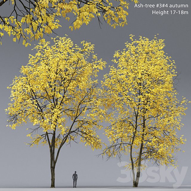 Autumn Ash | Ash-tree autumn # 3 4 (17-18m)