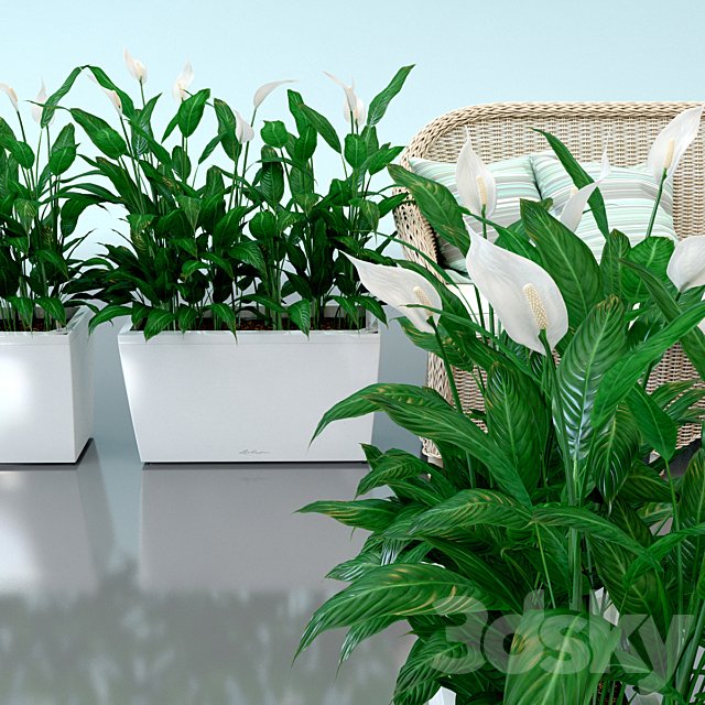 Spathiphyllum Wallis, Spathiphyllum, interior plants, Lechuza, pots, Carara, Spathiphyllum