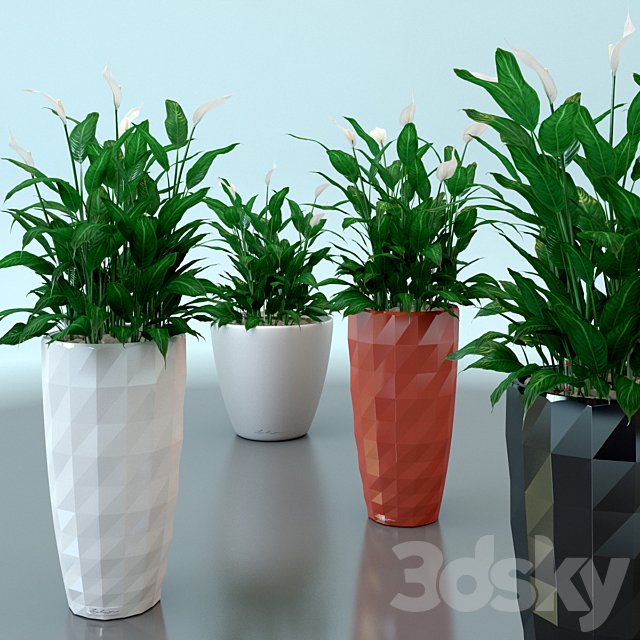 Spathiphyllum Wallis / Spathiphyllum wallisii in pots Lechuza