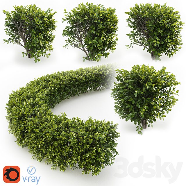 Cherry Laurel